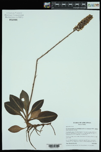 Goodyera pubescens image