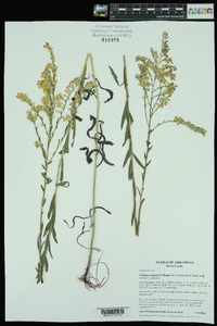 Solidago gattingeri image