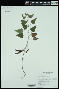 Brickellia grandiflora image