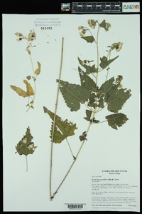 Brickellia grandiflora image