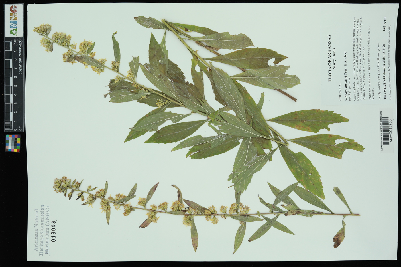 Solidago buckleyi image