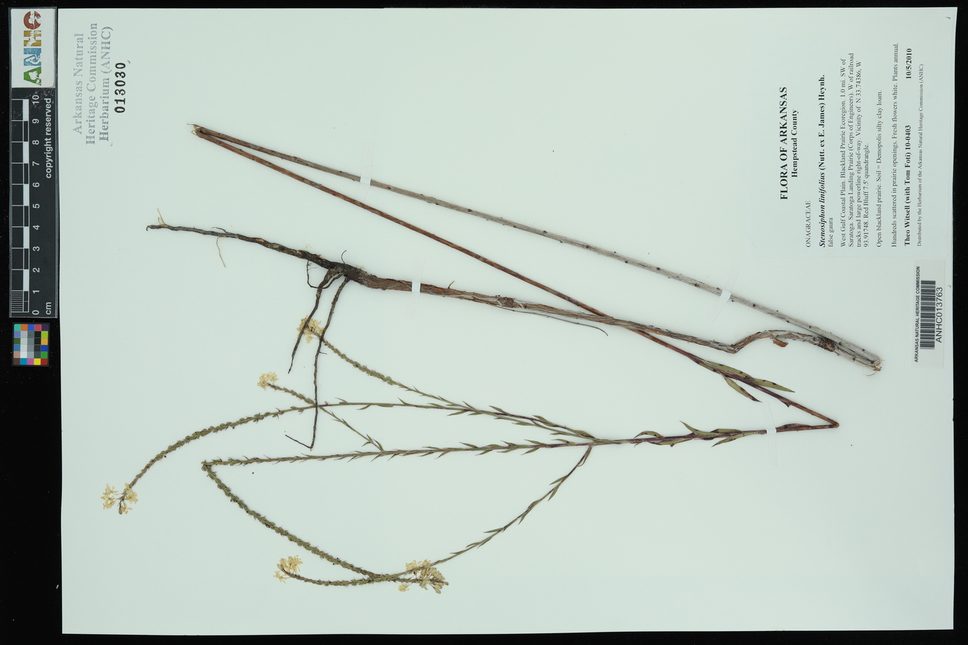 Stenosiphon linifolius image