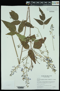 Desmodium cuspidatum image