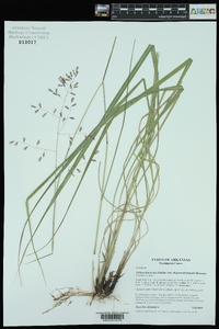 Tridens flavus var. chapmanii image