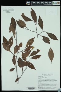 Ilex ambigua image