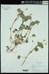 Viola striata image