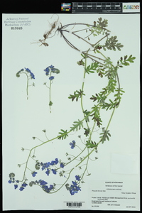 Phacelia hirsuta image