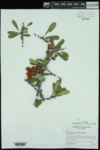 Pyracantha koidzumii image