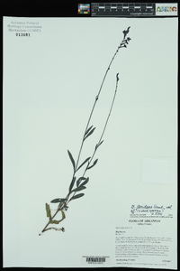 Buchnera floridana image