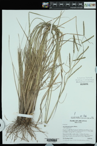 Paspalum plicatulum image