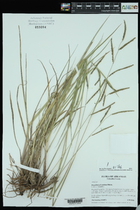 Paspalum plicatulum image