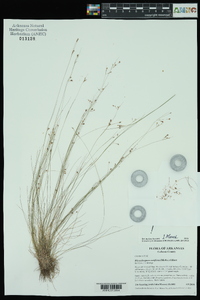 Rhynchospora rariflora image