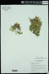 Dichondra carolinensis image