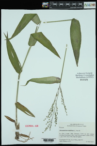 Dichanthelium latifolium image