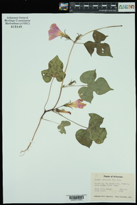 Ipomoea hederacea image