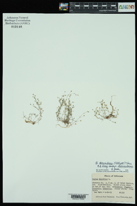 Sagina decumbens image