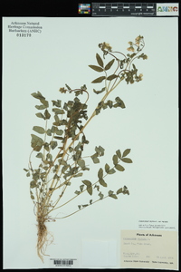 Polemonium reptans var. reptans image