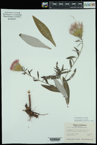 Cirsium altissimum image