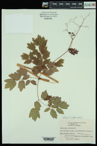 Thalictrum amphibolum image