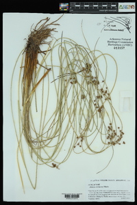 Juncus coriaceus image