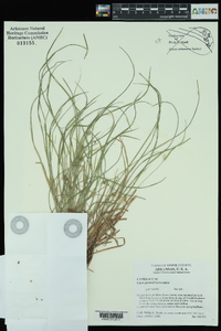 Carex jamesii image