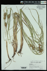 Carex squarrosa image