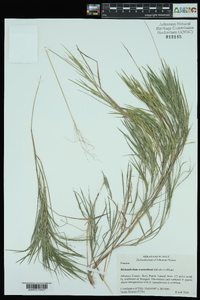 Panicum aciculare image