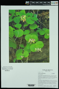 Lonicera reticulata image