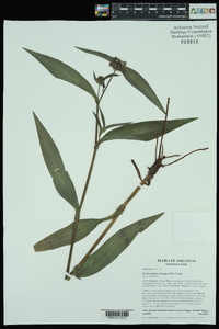 Tradescantia subaspera image