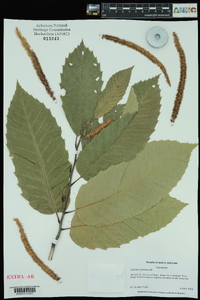 Castanea mollissima image