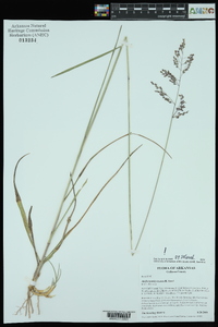 Anthenantia texana image