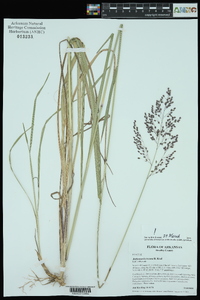 Anthenantia texana image