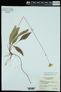 Helianthus occidentalis image