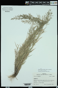 Eragrostis pectinacea var. pectinacea image