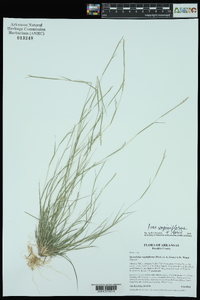 Sporobolus vaginiflorus var. vaginiflorus image