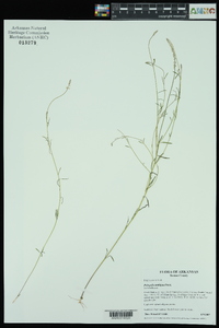 Polygala ambigua image