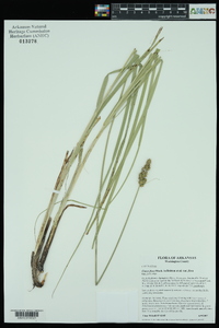 Carex fissa var. fissa image