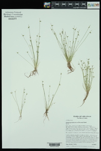 Isolepis pseudosetacea image