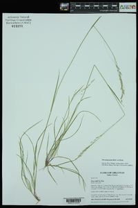 Poa autumnalis image