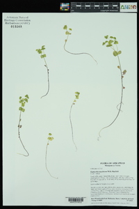 Euphorbia ouachitana image