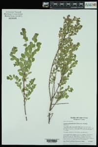 Leptopus phyllanthoides image