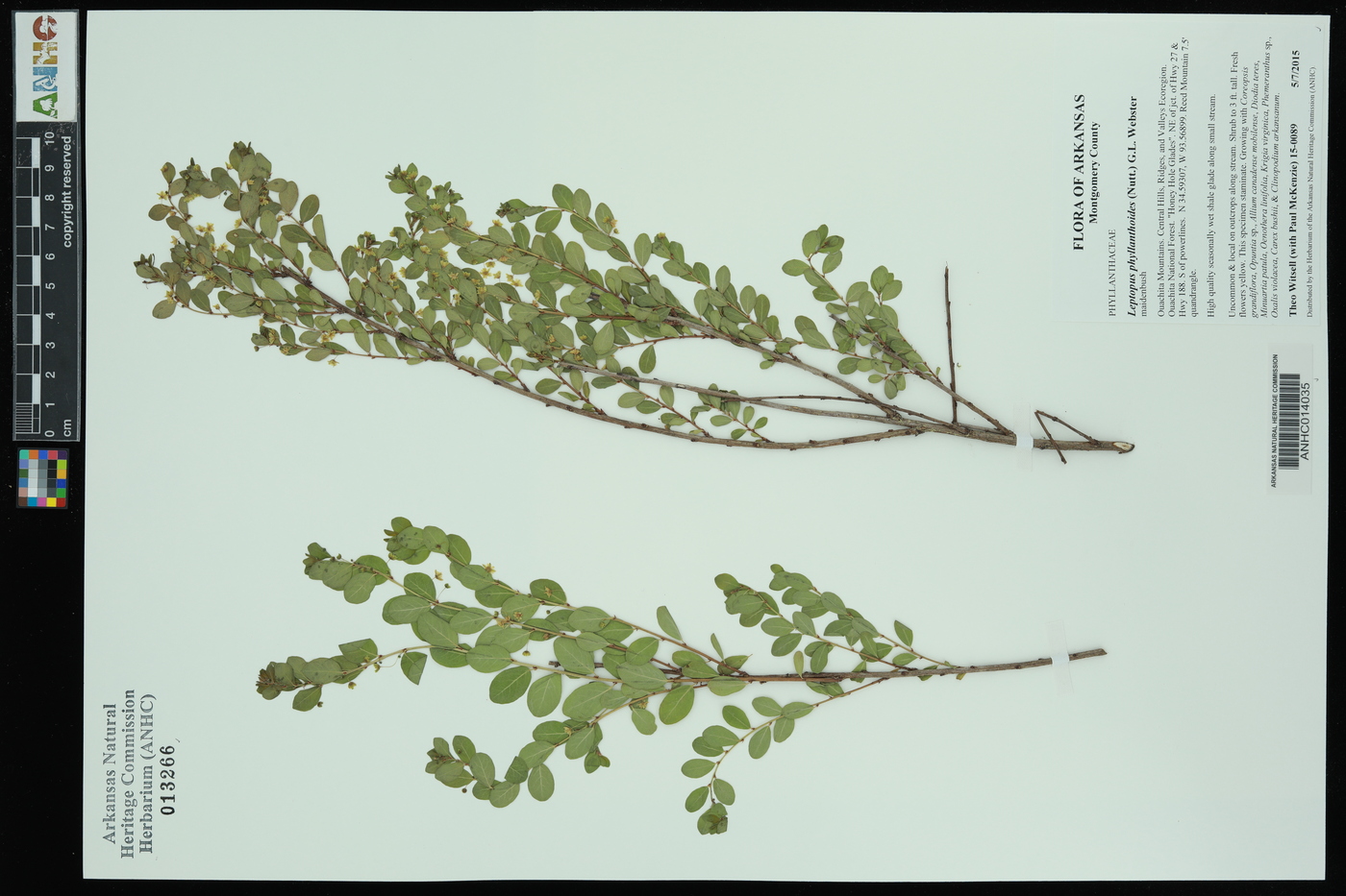 Leptopus phyllanthoides image