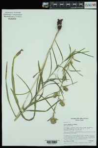 Liatris cylindracea image