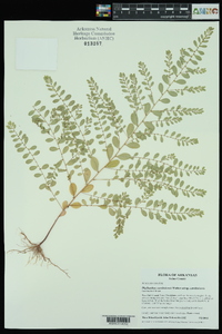 Phyllanthus caroliniensis subsp. caroliniensis image