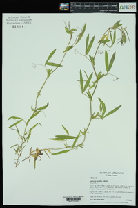 Lathyrus pusillus image