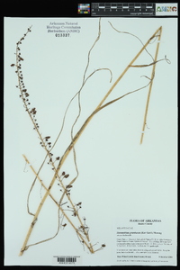 Stenanthium gramineum image