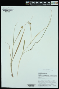 Nemastylis geminiflora image