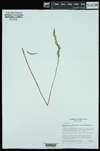 Spiranthes lacera image