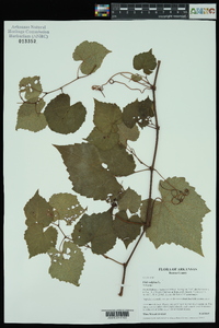 Vitis vulpina image