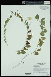 Convolvulus arvensis image